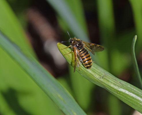 Abia lonicerae-aenea
