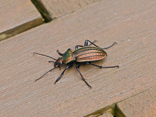 Carabus cancellatus - Rasterschallebijter