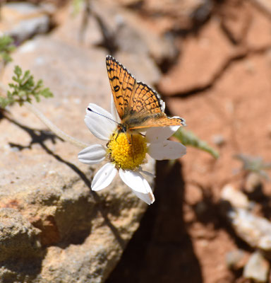Melitaea acentria - 'piste'vlinder