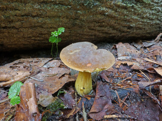 Xerocomellus communis - Blozende fluweelboleet