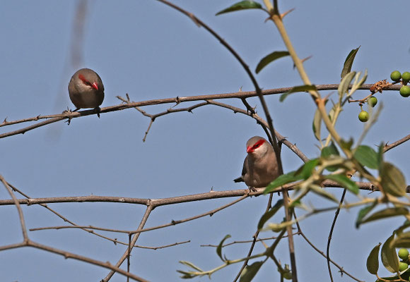 Estrilda troglodytes - Black-rumped Waxbill
