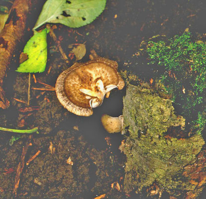 Polyporus tuberaster - Franjeporiezwam