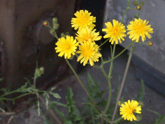 Crepis capillaris - Klein streepzaad
