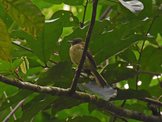 Yellow-crowned Elaenia