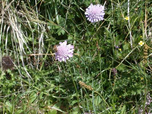 Scabiosa lucida