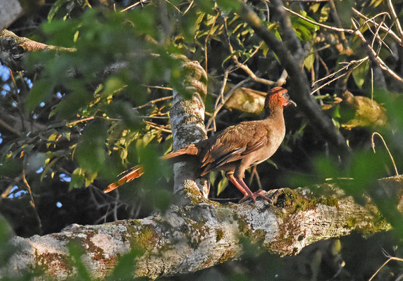 Variable Chacalaca