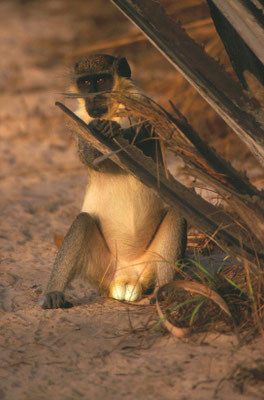Green Vervet Monkey