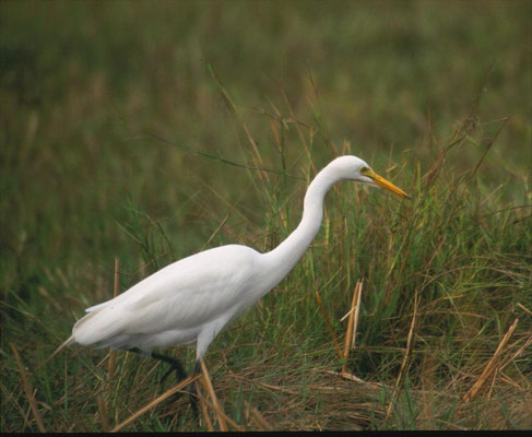 Intermediate Egret