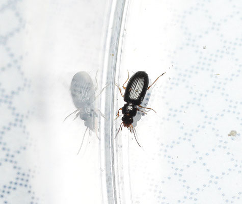 Elaphropus parvulus - Zwart knotje