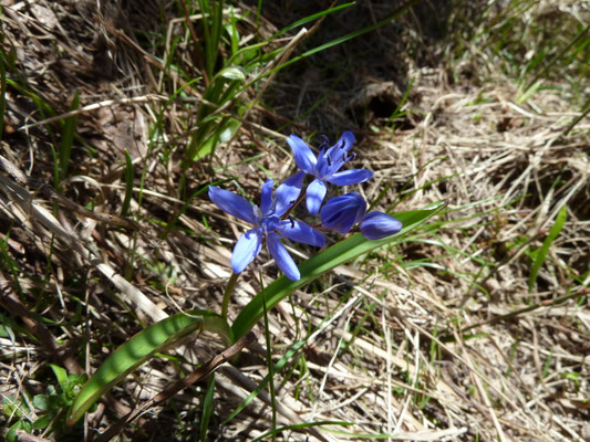 Scilla bifolia - Vroege sterhyacinth