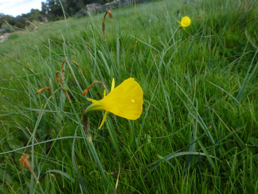 Narcissus bulbocodium
