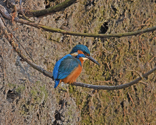 IJsvogel