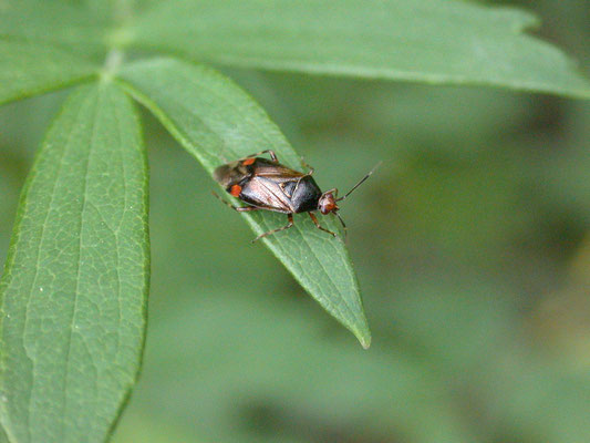 Deraeocoris flavilinea - Esdoornhalsbandwants
