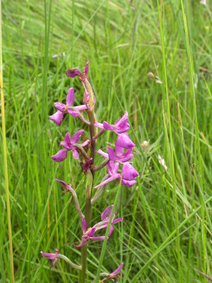 Anacamptis laxiflora - IJle orchis