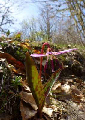 Erythronium dens-canis