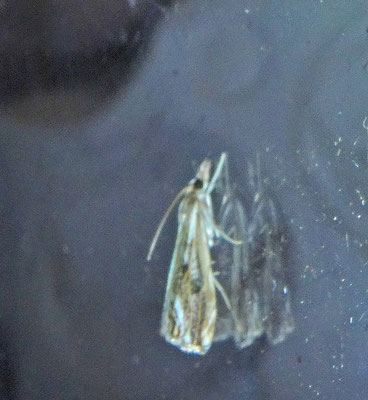 Catoptria verellus - Zwartbruine vlakjesmot