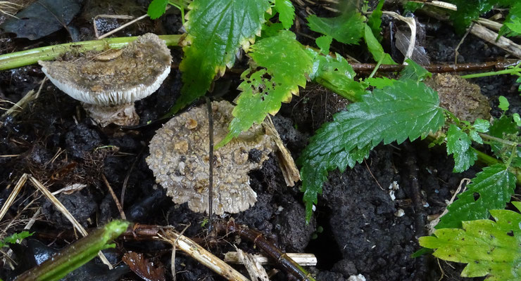 Amanita inopinata - Zwarte amaniet