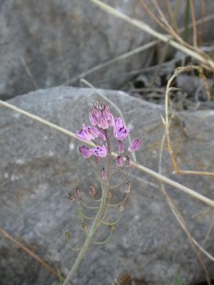 Scilla autumnalis - Herfststerhyacinth