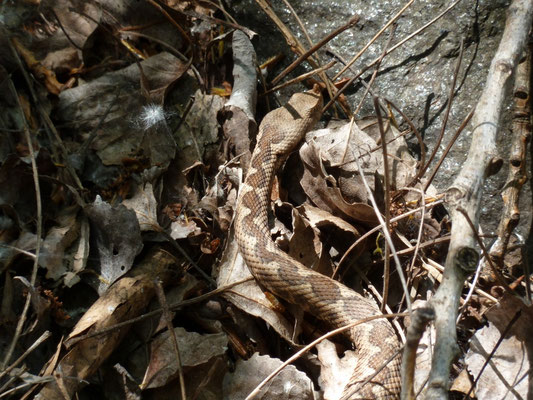 Vipera ammodytes (zandadder)