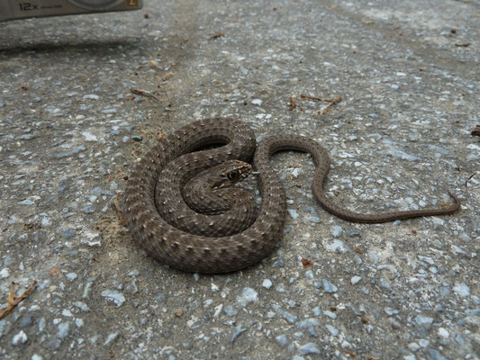 Malpolon insignitus, juveniel