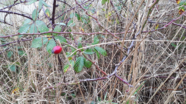 Rosa squarrosa - Beklierde hondsroos