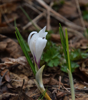 Witte krokus (Crocus albiflorus)