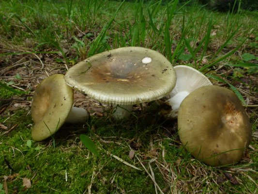 Russula heterophylla - Vorkplaatrussula