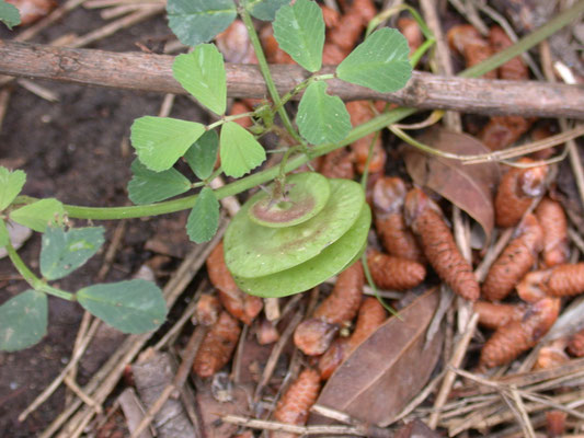 Medicago orbicularis