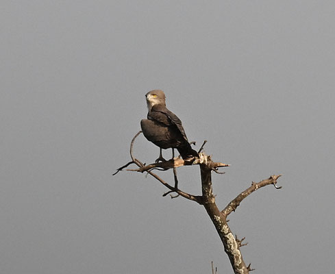 Circaetus cinerascens - Western Banded Snake-Eagle
