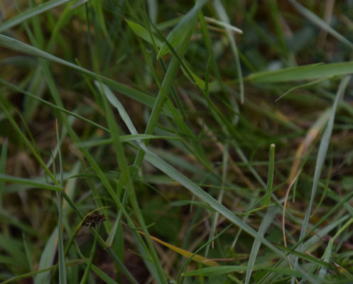Elymus repens - Kweek