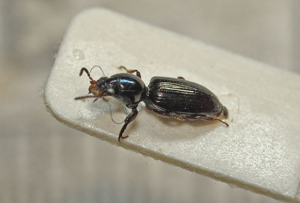 Dyschirius politus - Glansgravertje