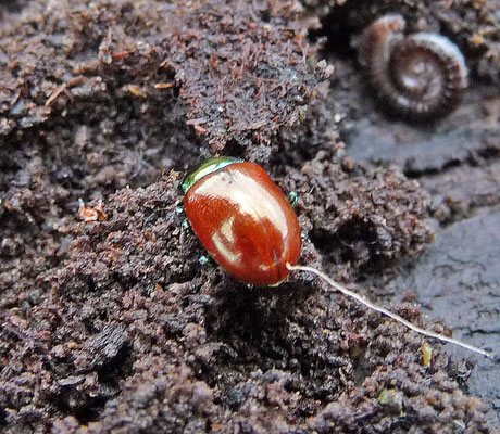 Chrysolina polita - Moertje