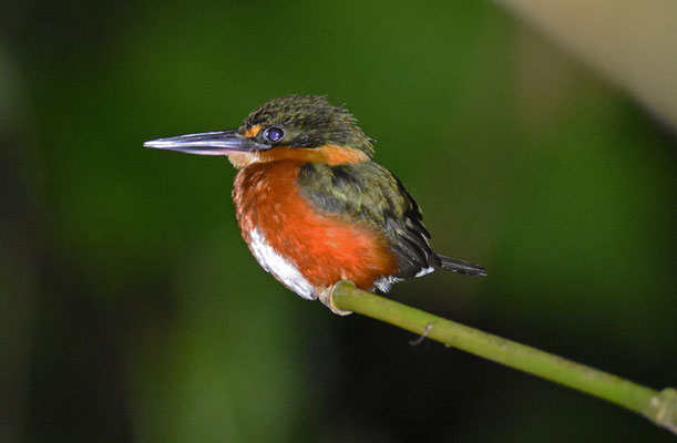 American Pygmee Kingfisher