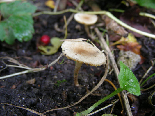 Alnicola escharoides - Bleke elzenzompzwam