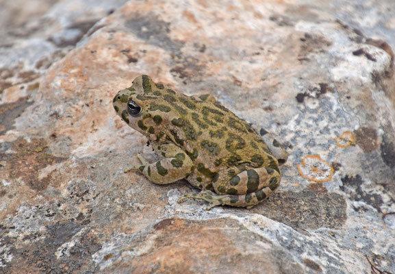 Groene pad (Bufotes viridis)