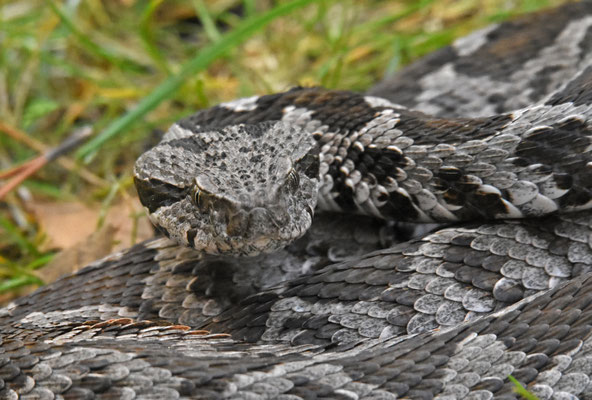 Ottomaanse Adder