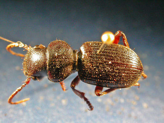 Carterus robustus
