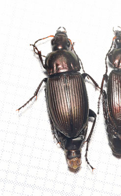 Poecilus versicolor - Veelkleurige kielspriet
