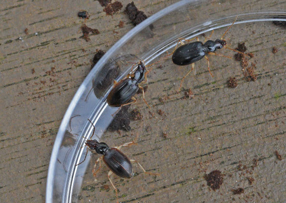 Paranchus albipes