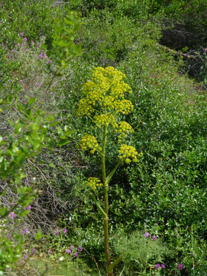Ferula communis - Tondervenkel