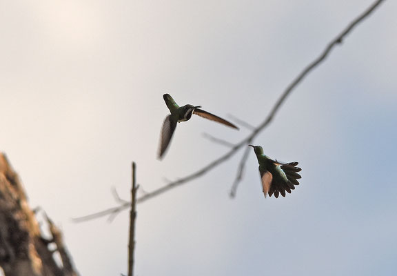Black-throated Mango. baltsvlucht