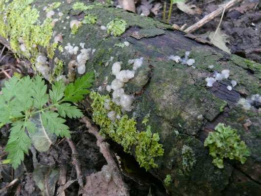 Myxarium nucleatum - Klontjestrilzwam