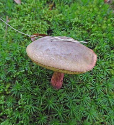 Xerocomellus pruinatus - Purperbruine fluweelboleet