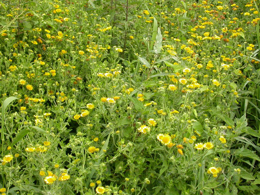 Pulicaria dysenterica  Heelblaadjes