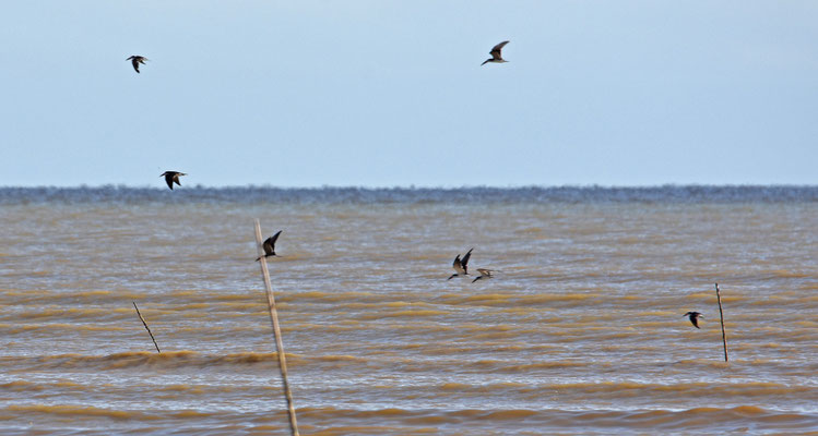 Black Skimmer