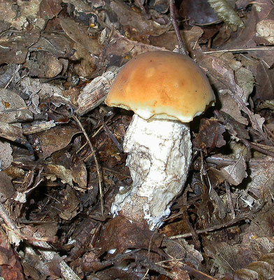 Leccinum crocipodium - Gelige ruigsteelboleet
