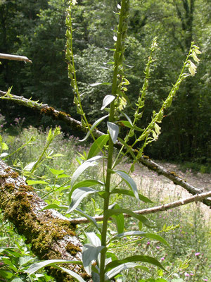 Digitalis lutea - Geel vingerhoedskruid