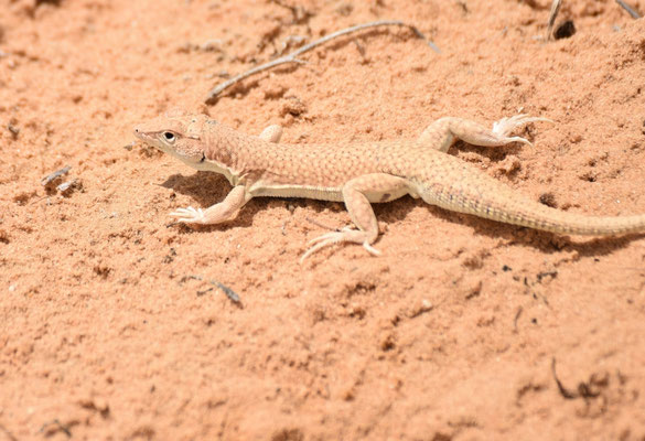 Acanthodactylus scutellatus