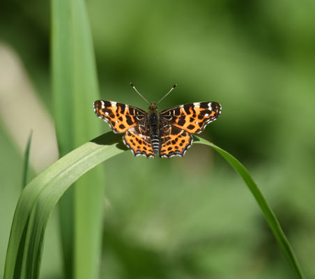 Landkaartje