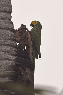 Red-bellied Macaw